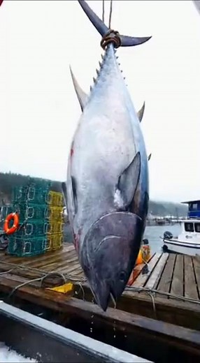 315kg Giant Bluefin Tuna Caught in Canada 🇨🇦🎣 | Unbelievable Monster Tuna Catch | Real 4K Footage