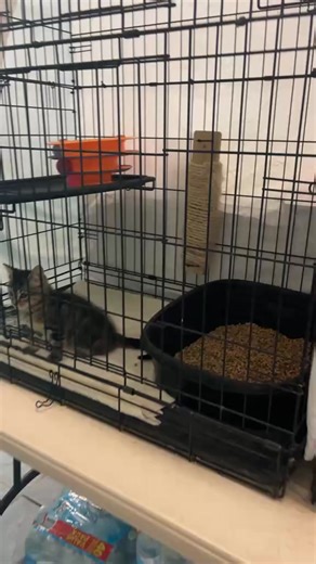 SHELTER TOUR DAY! 🐾💕 Come meet our furry friends! 🐶🐱 Check out our adoptable dogs and cats waiting for their forever homes! 📍 Open today, come visit us! #FriendsOfAnimalRescue #ShelterTour #AdoptDontShop | Friends of Animal Rescue