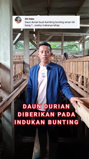 2K views · 65 reactions | pemberian pakan ternak pada indukan yang sedang bunting dengan menggunakan daun durian aman dan boleh saja tetapi tidak untuk diberikan secara tunggal | Ternak Tani Jaya | Facebook