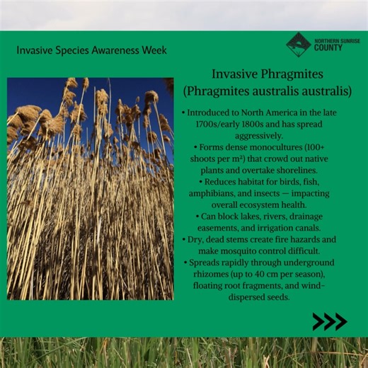 🌾 Invasive Phragmites🌾 Invasive **Phragmites australis** is a fast-spreading reed that can grow up to 5 metres tall and form extremely dense stands (up to 200 stems per m²). These thick patches crowd out native plants, reduce biodiversity, and alter important wetland habitats. Look for tan or beige stems, blue-green leaves, and large, dense seedheads. Unlike our native phragmites, this invasive species often forms near-monocultures and dominates entire areas. Correct identification is key — if