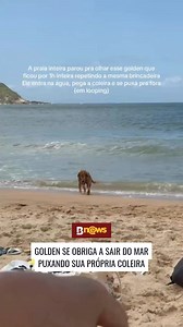 241K views · 6.4K reactions |  Na praia, um golden retriever viralizou ao repetir um ritual fofo e engraçado. O cãozinho entrava animado no mar, mergulhava para pegar sua própria coleira e depois, com expressão dramática de tristeza, puxava a si mesmo para fora da água como se estivesse se "resgatando". Créditos: @laurakafer (ig) | @laurakaferr (tk) | @myhoodbr #goldenretrivier #cachorro #pet #praia #humor #myhood | BNews | Facebook