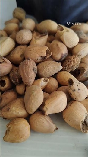 Gmelina Arborea Tree Seeds / Kumil Tree Seeds