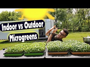 Indoor LED vs Outdoor Sunlight for Daikon Radish Microgreens — Which Grows Better?