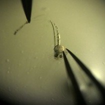 Video: Cell Tracking Using Photoconvertible Proteins During Zebrafish Development