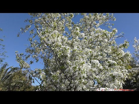 Flowering Pear Tree