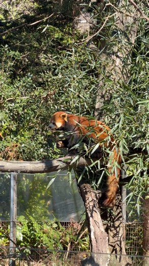 This hungry red panda at the Prospect Park Zoo? Adorable.The HungryPanda delivery app scamming hundreds of small businesses? Not adorable. Starting today, they will be paying $580,000 back to the restaurants they stole from. And we're just getting started. We will continue to pursue action against companies like HungryPanda that try to take advantage of New Yorkers, and we will continue to ask the Prospect Park Zoo if we can pet a red panda even just for one second.