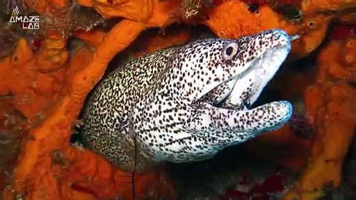 Look at This Baby Eel Backing Out of a Stomach!