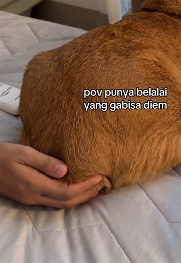 aktif banget belalainya 🐘 #simbasaekkiya