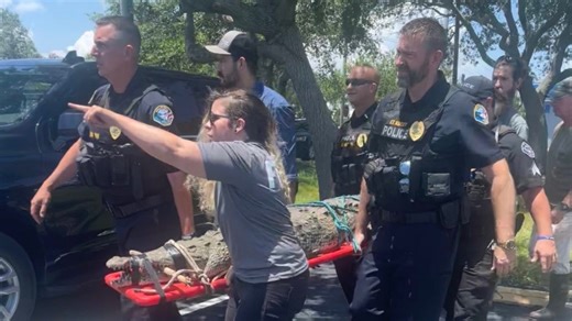 9-foot crocodile in Satellite Beach: 'It kept hiding. It took 4 hours' to safely remove it