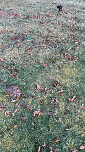 A cold march morning checking the traps.. perfect 👌 #trappers #trap #pestcontrolservice #rodentcontrol | Edmond The Mole Catcher