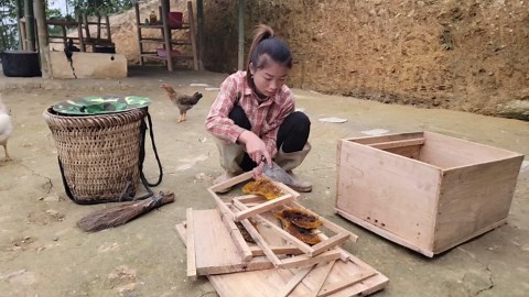 Harvesting Wild Honey for Propagation: The Ancient and Natural Process Explained