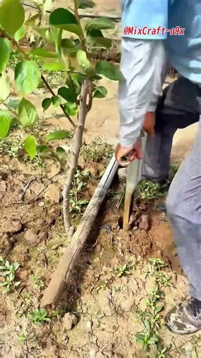 Fruit tree staking tip: Use water to soften soil for easier digging #mixcraft