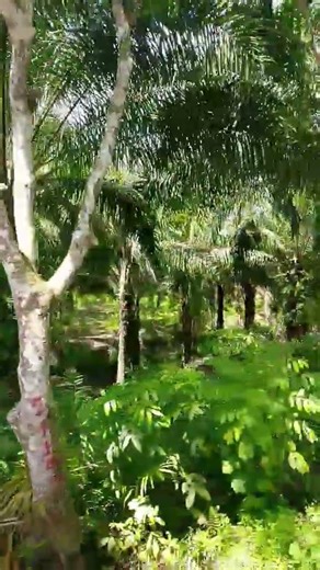 Palm farm #shortsfeed #shortvideos #viralvideos #shortsviral #asmr #shorts