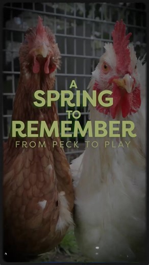 Make this Spring 🌸 one to remember with Pet Circle's big Chicken range. From peck to play, you will find everything your chicken's need! | Pet Circle