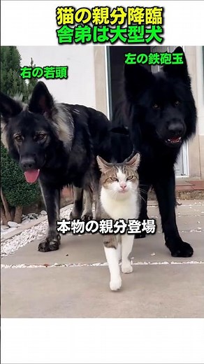 大型犬を舎弟にする猫組長、歩き方が完全に本職で草ｗｗ