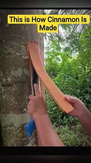 Thats How Cinnamon Is Made #facts #factsinhindi