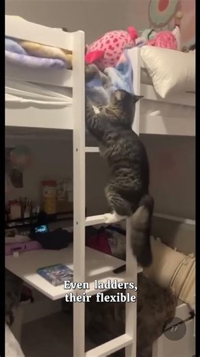 This Cat just Climbed The Ladder