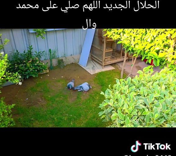 #الجيش_العراقي #الوطن_العربي #حمام_الزاجل #برشلونة #مشاهير_تيك_توك #مشاهد #مشاهدة #مشاهدات