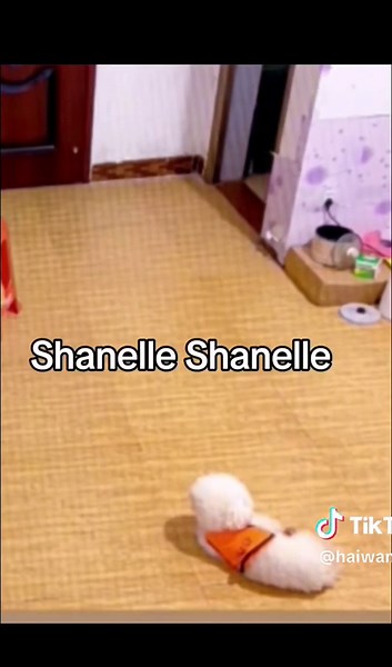 Smart Dog Compilation: Cute and Funny Videos