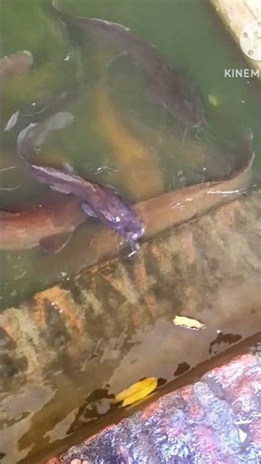 Cat Fish 🐠🐟 #trending #shortsfeed #shorts #youtubeshorts #music