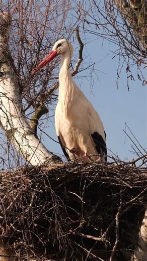 🕊️ Stork Nest in a Birch Tree
