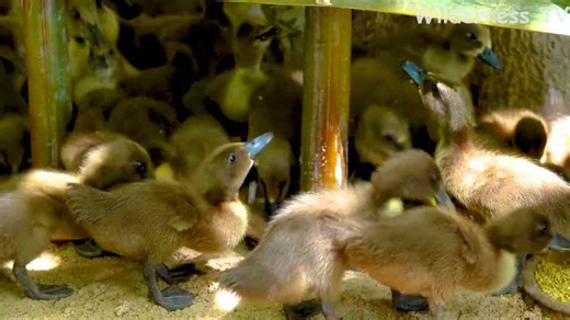 Watch tiny wild ducks finally eat safely in their new duck house