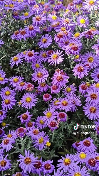 Exploring Aster Flowers in October Gardens
