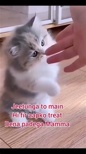 newborn kitten #newborn #newbornkitten #meowing #meow #cutecat