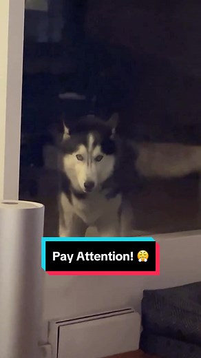 Aloof and Independent: Exploring the Fascinating World of Siberian Huskies