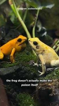 Golden Poison Dart Frog – The World’s Most Toxic Creature