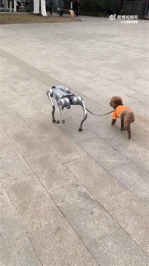 131K views · 2.2K reactions | 機器狗 溜 紅貴賓狗，真cute。 https://video.weibo.com/show?fid=1034:5127063124770842 | Smart Robots 智慧機器人 | Facebook