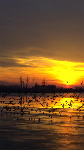 🌳 Discover Ohio’s Wild Side! Premieres October 19 at 3PM at the Boonshoft Museum. Narrated by Ohio legend Archie Griffin, Ohio: Wild at Heart takes you on a stunning journey through the state’s parks, rivers, and natural wonders — celebrating powerful comebacks and the people who make them possible. 🎟️ Daily showings at 3PM after the premiere! | Boonshoft Museum of Discovery