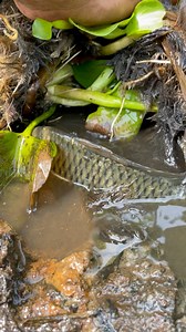 27M views · 82K reactions | Amazing big fish catching #fishvideo #bigfish #reels | Rural Fishing BD | Facebook