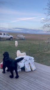 We had an intruder, and my dogs needed backup! 😡 #workingdogs #greatpyrenees #tresspasser | Jason Jailbird Rossman Jr.