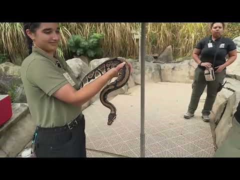 Cincinnati Zoo Twitch Stream Animal Encounters September 2025