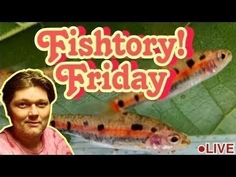 Fishtory! Friday: The Show Where No Fishy Questions Are Off Limits! LIVE CHAT + Q&A DAY!