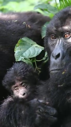 7.8K views · 147 reactions | Gorilla trekking in Uganda is one of...
