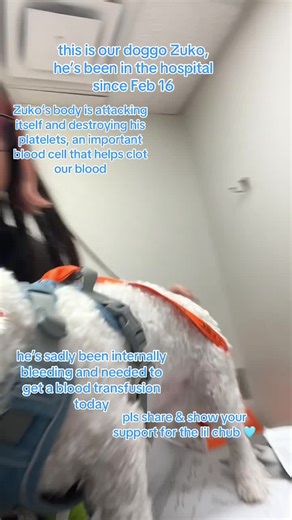 A dollar, a cent, any amount helps Zuko’s battle! Our 2 year old doggo Zuko has been diagnosed with a serious auto-immune disease called IMT, Immune Mediated Thrombocytopenia. This disease is a blood disease where Zuko’s immune system destroys his own platelets. His platelet count was 0 from his admission into the hospital on Feb 16 up until yesterday Feb 18, where we saw an increase in his count that went to 20,000. The avg numbers are >200,000 and Zuko is way below this count. His platelet cou