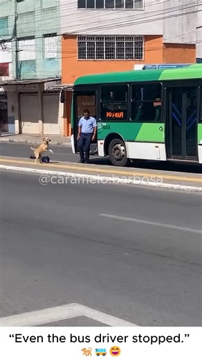 Funny Dog Moments: The Bus Driver Stops for a Pup