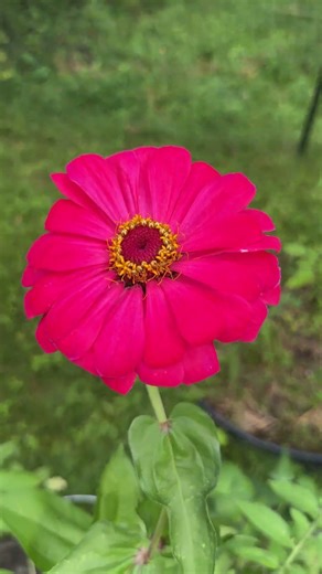 Wait Until You See the Top of This Tomato Plant #plantcare #garden #plantproducts