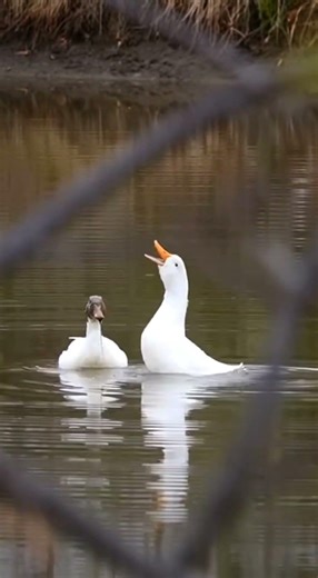 The Duck’s Reaction When He Came Out of the Water 😂