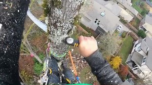 Topping a Bigleaf Maple 🍁