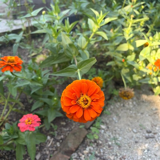 Explore Idlewild Butterfly Farm and Insectarium in Louisville with us