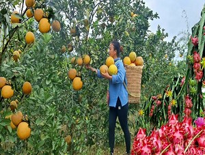 27K views · 1.2K reactions | Harvest Fruit grapefruit Goes to the market to sell, Taking care of pets, farm life | Crafty Brushcraft | Facebook