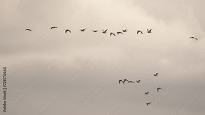 A lock of flying Eurasian curlew or common curlew (Numenius arquata) - slow motion