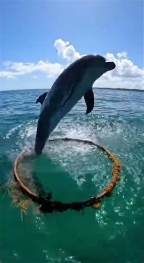 Dolphin Jumps Through Seaweed Hoop!