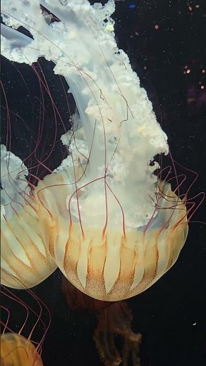 South American Sea Nettle | Stunning Jellyfish You’ve Never Seen! #OceanLife #jellyfish #sea