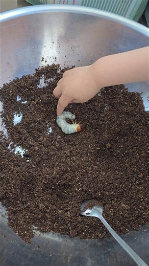 사슴벌레 유충 키우기!! #사슴벌레 #유충 #애벌레 #3령 #장수풍뎅이 #브리더 #이든 #이든파파 #47개월아기