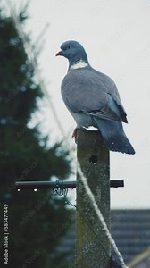 Vertical video social media format – Closeup of a common wood pigeon perched on a concrete washing line post in light rain, then flying off.