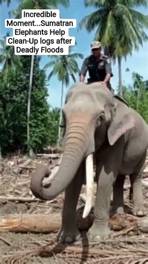 After the Floods, Sumatran Elephants Become Unexpected Helpers”